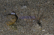 Arachnanthus sp Cerianthe tube de sable-Safaga Coral Beach-3m-20171123nuit-Denis-ADER-DSC_3751_tn
